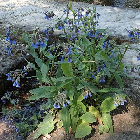 Symphytum caucasicum \ Kaukasus-Beinwell / Caucasian Comfrey, Blue Comfrey, D Frankfurt Palmengarten 21.4.2019