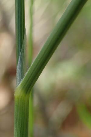 Stipa capillata \ Haar-Pfriemengras, D Schwetzingen 18.5.2019