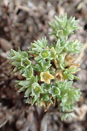 Scleranthus polycarpos \ Triften-Knuelkraut, D Hockenheim 6.6.2019