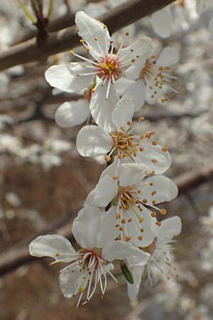 Prunus spinosa \ Schlehe, Schwarzdorn, D Mannheim 28.2.2020