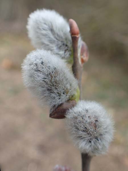 Salix cinerea \ Grau-Weide, Asch-Weide / Grey Willow, D Neuleiningen 13.3.2020