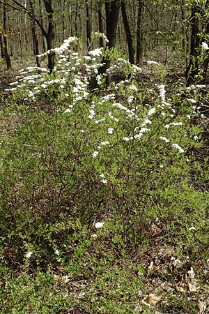 Spiraea x cinerea \ Aschgrauer Spierstrauch, Weie Rispen-Spiere / Ashgrey Meadowsweet, D Mannheim 6.4.2020