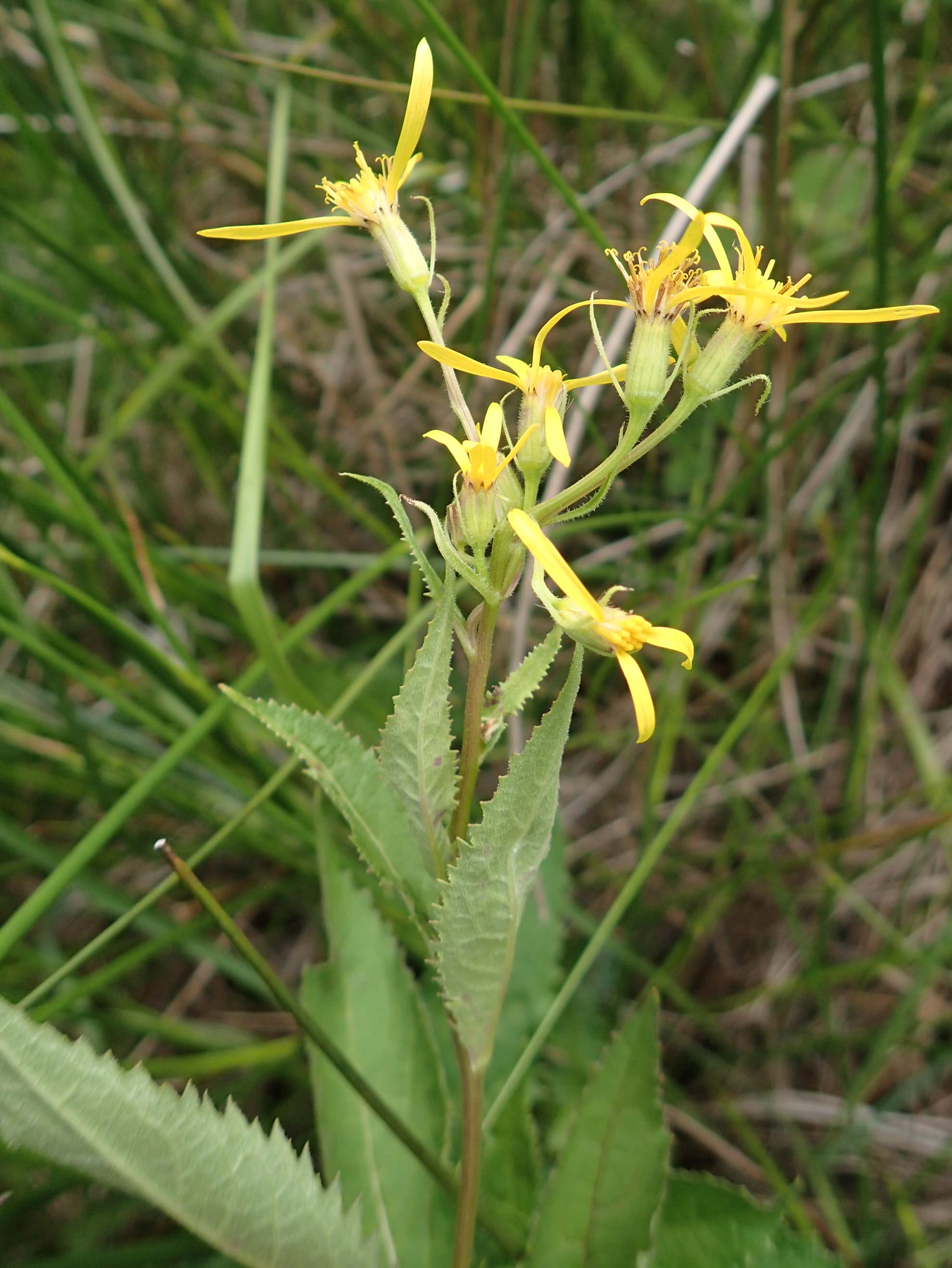 Senecio hercynicus \ Hain-Greiskraut, Harz-Greiskraut, D Hunsrück, Börfink 18.7.2020