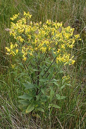 Senecio hercynicus / Mountain Woundwort, D Hunsrück, Börfink 18.7.2020