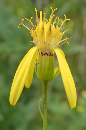 Senecio hercynicus \ Hain-Greiskraut, Harz-Greiskraut, D Hunsrück, Börfink 18.7.2020