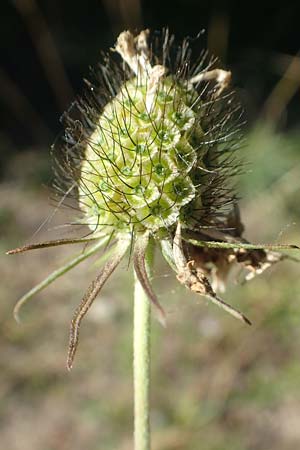 Scabiosa columbaria \ Tauben-Skabiose / Small Scabious, D Ketsch 23.7.2020