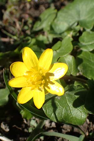 Ficaria verna \ Knllchen-Scharbockskraut / Lesser Celandine, D Ludwigshafen 24.3.2021