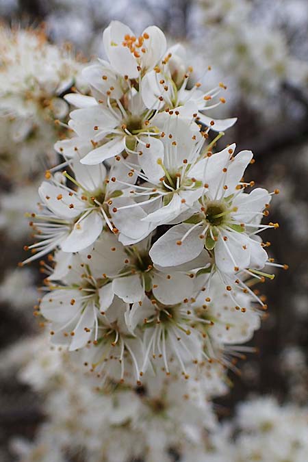 Prunus spinosa \ Schlehe, Schwarzdorn / Sloe, Blackthorn, D Rheinhessen, Flonheim 2.4.2021