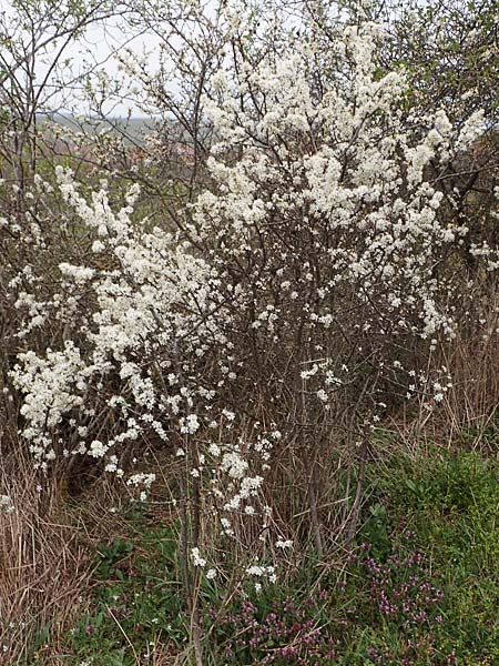 Prunus spinosa \ Schlehe, Schwarzdorn / Sloe, Blackthorn, D Rheinhessen, Flonheim 2.4.2021