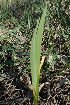 Phragmites australis / Common Reed, D Mannheim 4.4.2021