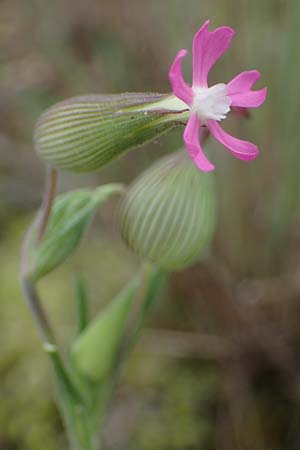 Silene conica \ Kegel-Leimkraut, D Mannheim 27.5.2021