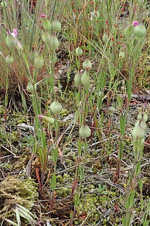 Silene conica \ Kegel-Leimkraut / Sand Campion, D Mannheim 27.5.2021