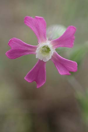 Silene conica / Sand Campion, D Mannheim 27.5.2021