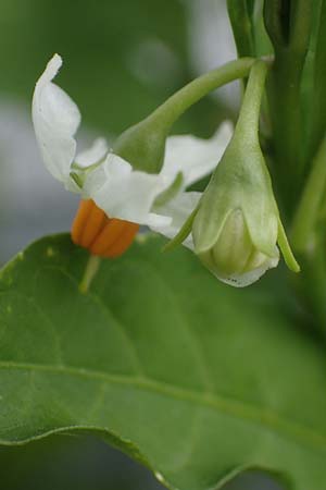 Solanum pseudocapsicum \ Korallen-Bumchen, Korallen-Kirsche, D Mutterstadt 17.8.2021