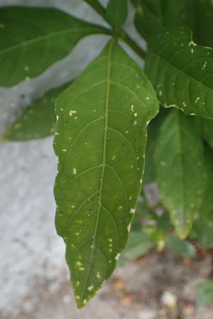 Solanum pseudocapsicum \ Korallen-Bumchen, Korallen-Kirsche / Jerusalem Cherry, Winter Cherry, D Mutterstadt 17.8.2021