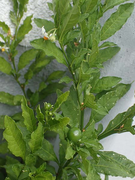 Solanum pseudocapsicum \ Korallen-Bumchen, Korallen-Kirsche / Jerusalem Cherry, Winter Cherry, D Mutterstadt 17.8.2021