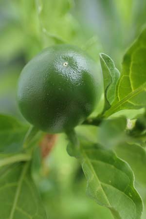 Solanum pseudocapsicum \ Korallen-Bumchen, Korallen-Kirsche / Jerusalem Cherry, Winter Cherry, D Mutterstadt 17.8.2021