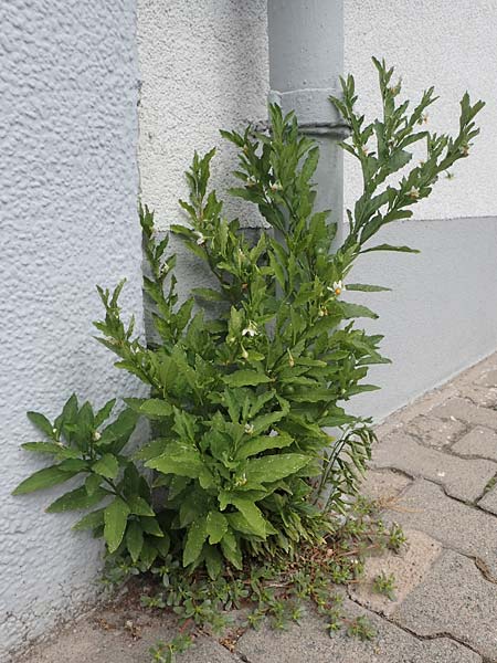 Solanum pseudocapsicum \ Korallen-Bumchen, Korallen-Kirsche / Jerusalem Cherry, Winter Cherry, D Mutterstadt 17.8.2021