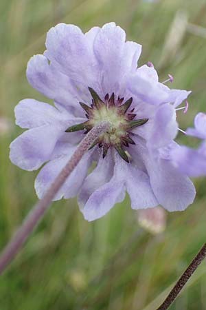 Scabiosa canescens \ Graue Skabiose, Duft-Skabiose / Fragrant Scabious, D Asselh 26.8.2021