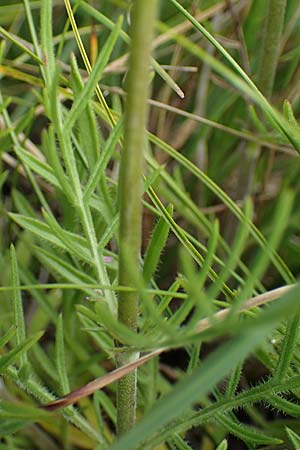 Scabiosa canescens \ Graue Skabiose, Duft-Skabiose, D Asselh 26.8.2021