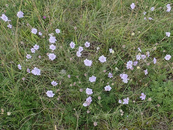 Scabiosa canescens \ Graue Skabiose, Duft-Skabiose, D Asselh 26.8.2021