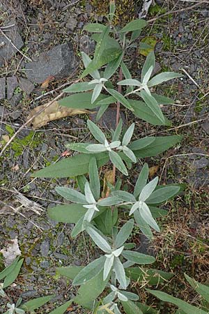 Buddleja davidii \ Chinesischer Fliederspeer, Schmetterlingsflieder, D Ludwigshafen 26.10.2021