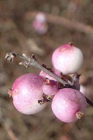 Symphoricarpos x chenaultii \ Bastard-Korallenbeere / Hybrid Coralberry, D Mannheim 9.2.2022