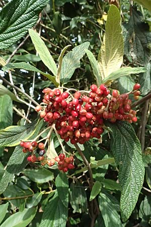 Viburnum rhytidophyllum \ Runzelblttriger Schneeball / Wrinkled Viburnum, D Pfalz, Speyer 26.8.2023