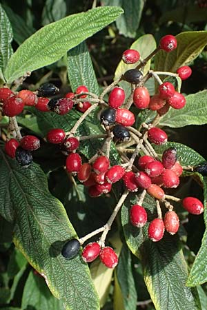 Viburnum rhytidophyllum / Wrinkled Viburnum, D Pfalz, Speyer 26.8.2023