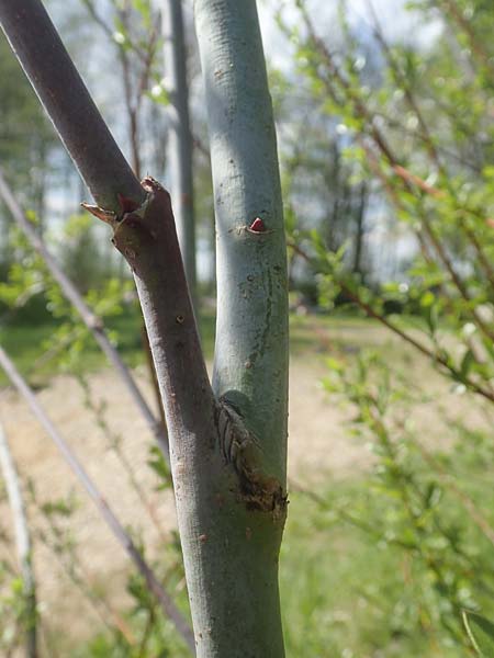 Salix daphnoides \ Reif-Weide, D Leutkirch 7.5.2016