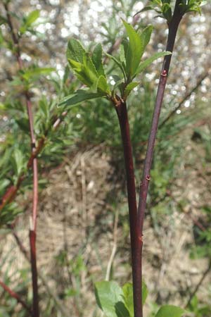 Salix daphnoides \ Reif-Weide, D Leutkirch 7.5.2016