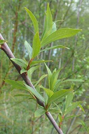 Salix daphnoides \ Reif-Weide, D Leutkirch 7.5.2016