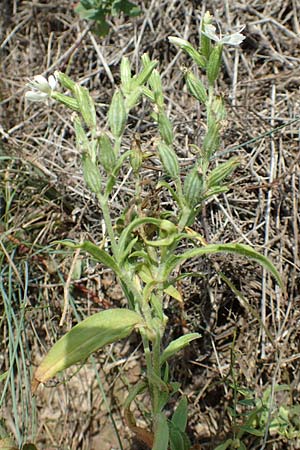 Silene dichotoma \ Gabel-Leimkraut / Forked Catchfly, D Freiburg-Tiengen 22.7.2017