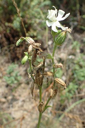 Silene dichotoma \ Gabel-Leimkraut / Forked Catchfly, D Freiburg-Tiengen 22.7.2017