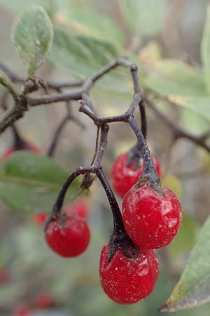 Solanum dulcamara \ Bitterser Nachtschatten, D Mannheim 11.10.2019