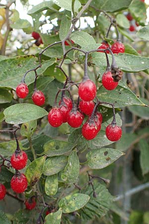 Solanum dulcamara \ Bitterser Nachtschatten / Bittersweet, D Mannheim 11.10.2019