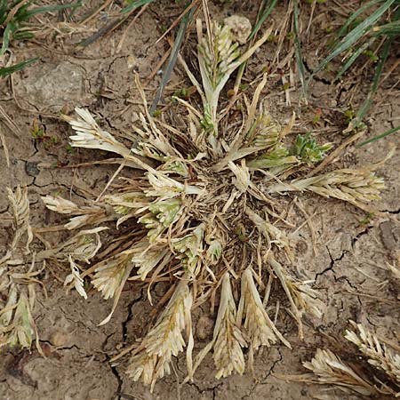 Sclerochloa dura \ Gewhnliches Hartgras, D Grünstadt-Asselheim 14.5.2020