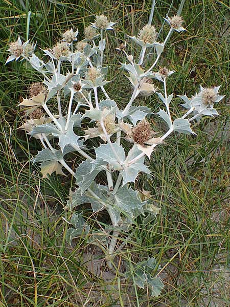 Eryngium maritimum \ Stranddistel, D Hohwacht 13.9.2021