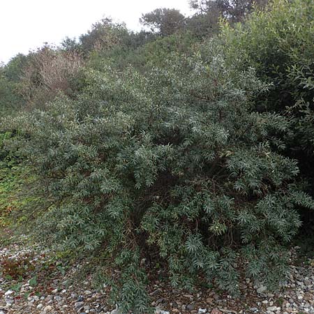 Hippophae rhamnoides \ Sanddorn, D Hohwacht 13.9.2021