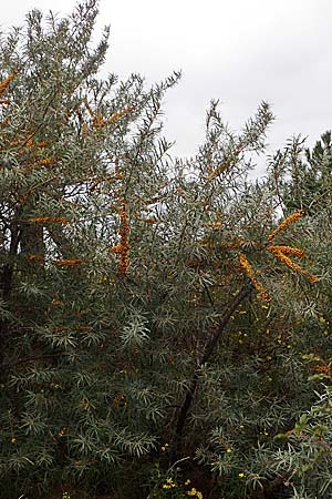 Hippophae rhamnoides \ Sanddorn, D Heiligenhafen 17.9.2021