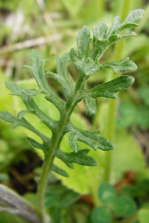 Senecio erucifolius \ Raukenblttriges Greiskraut, D Gerolzhofen-Sulzheim 9.5.2015