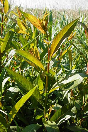 Salix triandra \ Mandel-Weide, D Dieburg 17.6.2015