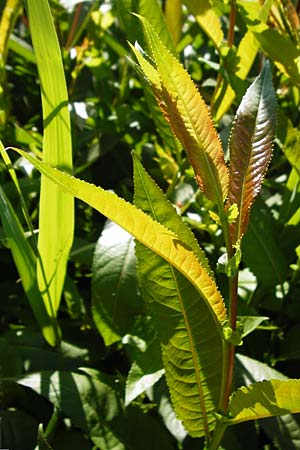 Salix triandra \ Mandel-Weide / Almond Willow, D Dieburg 17.6.2015