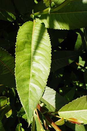 Salix triandra \ Mandel-Weide, D Dieburg 17.6.2015