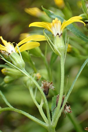 Senecio hercynicus x ovatus \ Greiskraut-Hybride, D Schwarzwald, Hornisgrinde 5.8.2015