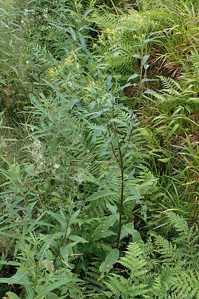 Senecio hercynicus x ovatus \ Greiskraut-Hybride, D Schwarzwald, Hornisgrinde 5.8.2015