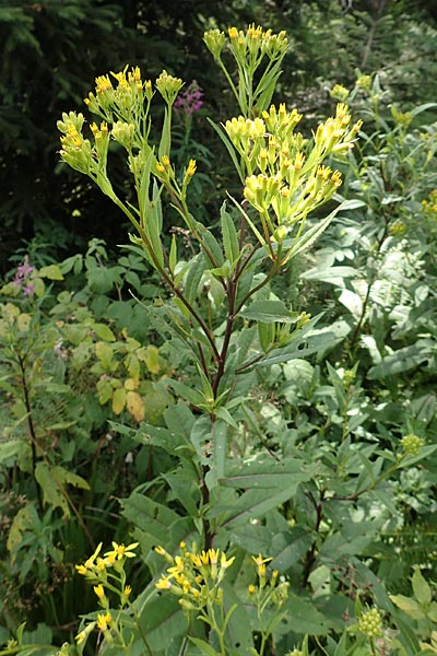 Senecio hercynicus x ovatus \ Greiskraut-Hybride, D Schwarzwald, Hornisgrinde 5.8.2015