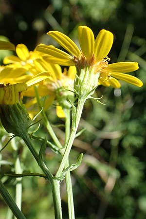 Senecio erucifolius \ Raukenblttriges Greiskraut / Hoary Ragwort, D Radolfzell 6.9.2016