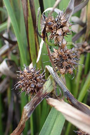 Sparganium erectum subsp. neglectum \ Unbeachteter Igelkolben / Neglected Bur-Reed, D Bürstadt 5.10.2016