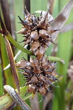 Sparganium erectum subsp. neglectum \ Unbeachteter Igelkolben / Neglected Bur-Reed, D Bürstadt 5.10.2016